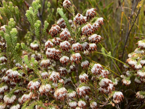 Heap Heath (Erica cumuliflora)