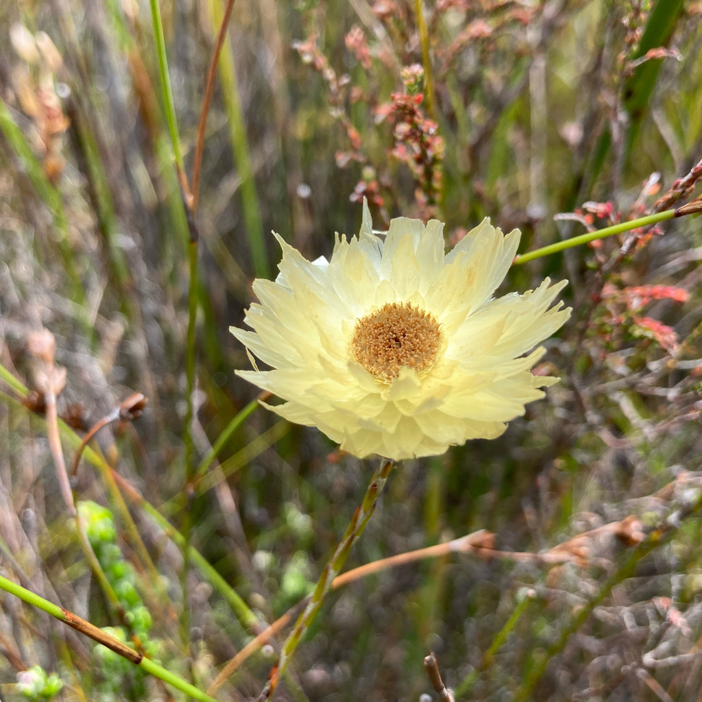 Edmondia sesamoides; photograph (c) Francois Jordaan, some rights reserved (CC BY)