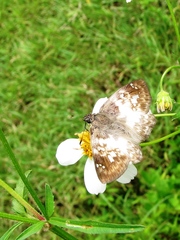 Polyctor cleta
