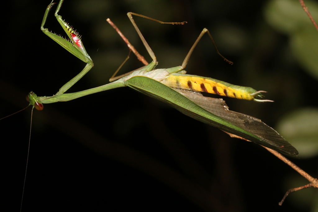 Tisma acutipennis