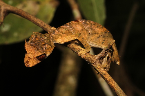 Marojejy Leaf-tailed Gecko, Uroplatus fangorn