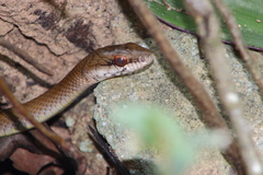 Mastigodryas melanolomus