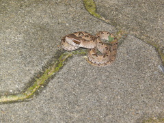 Calloselasma rhodostoma