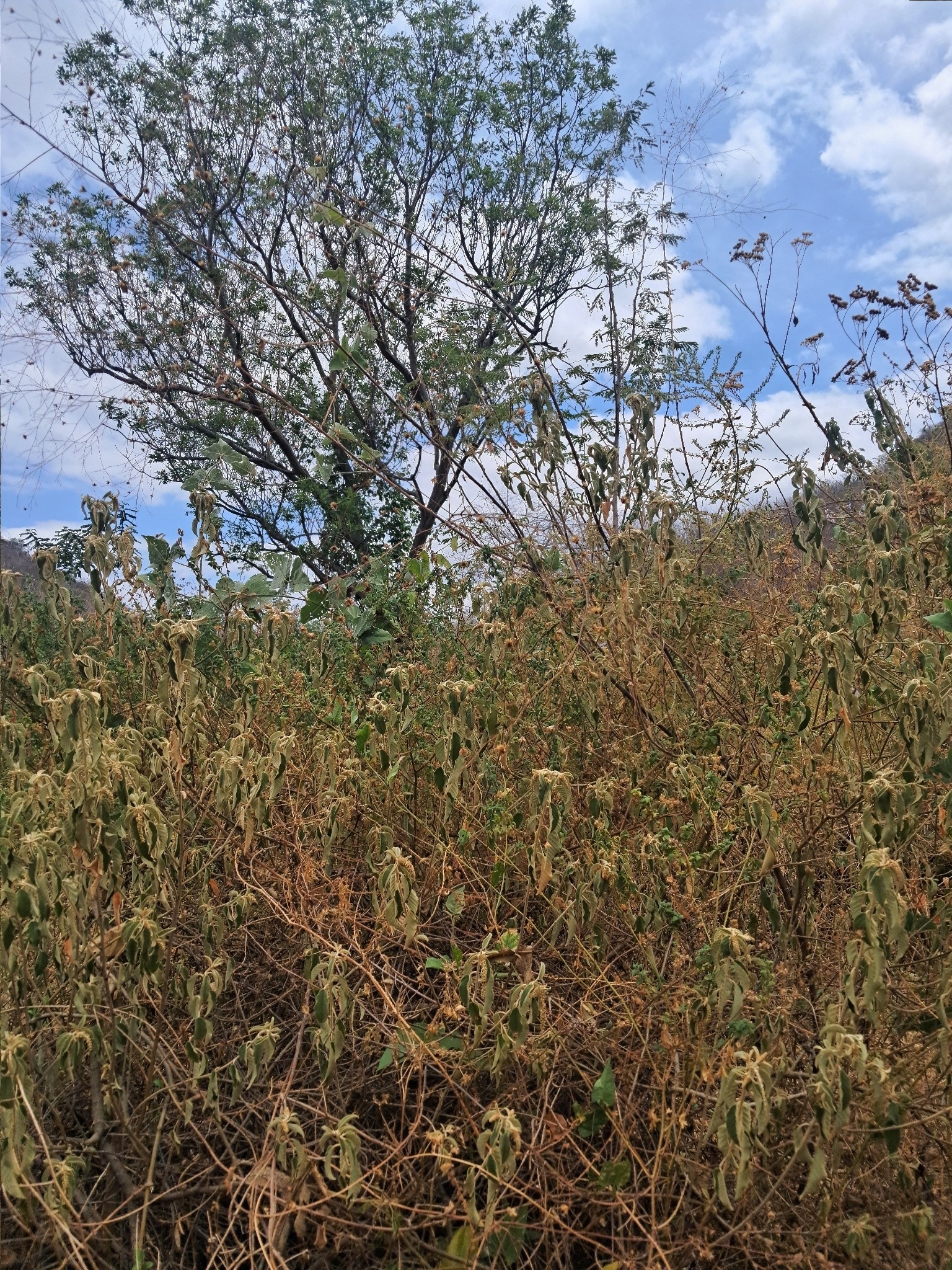 Croton heliotropiifolius