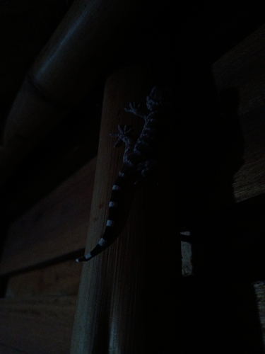 Tokay Gecko