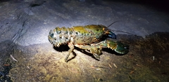Temnosewellia