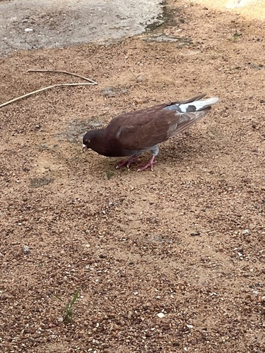 Feral Pigeon