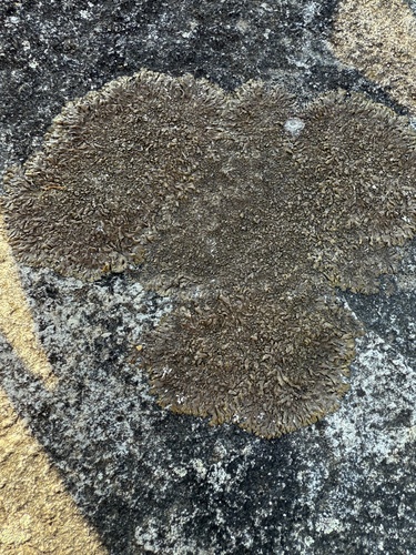 Dunkle Felsschüsselflechte
