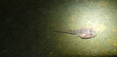 Ranoidea lesueuri