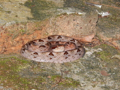 Calloselasma rhodostoma