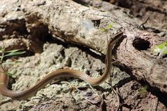 Mastigodryas melanolomus