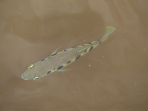 Spotted Archerfish
