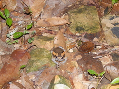 Kaloula pulchra