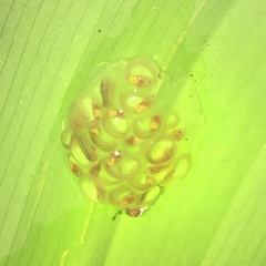 Centrolenidae