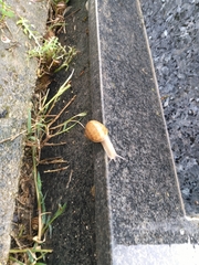 Cornu aspersum