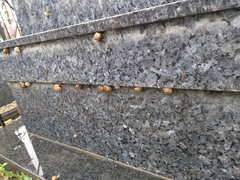 Cornu aspersum