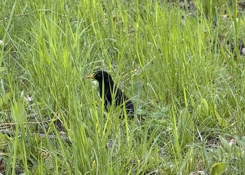 Amsel