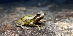Litoria dentata