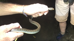 Chironius flavopictus