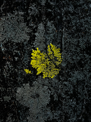 Pyxine cocoes observed 2025-12-09