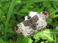 Polyctor cleta