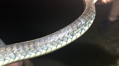 Chironius flavopictus