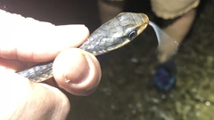 Chironius flavopictus