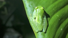 Teratohyla pulverata