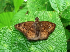 Polyctor enops
