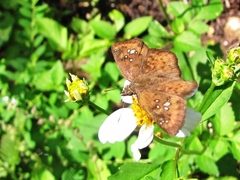 Polyctor enops