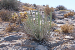 Euphorbia dregeana
