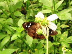 Polygonus savigny savigny