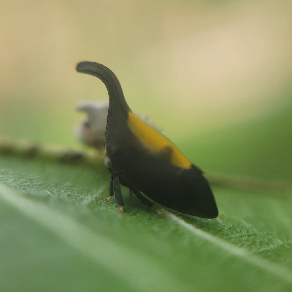 Enchenopa anseriformis