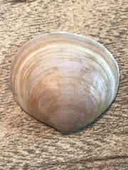 Semele proficua