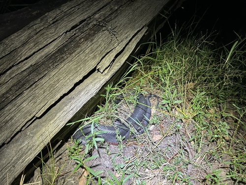 Red-bellied Black Snake sighting