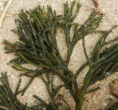 Codium galeatum