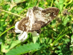 Polyctor cleta