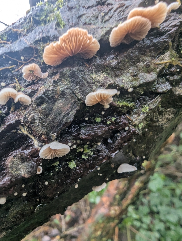 Crepidotus · December 2025 · photo: © ohwhen (iNaturalist, cc-by)