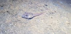 Ranoidea lesueuri