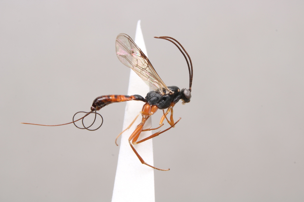 Lissonota quadrinotata