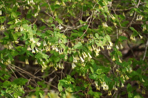 Lonicera ramosissima iNat (2)