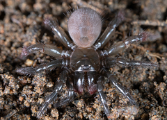 Aliatypus plutonis