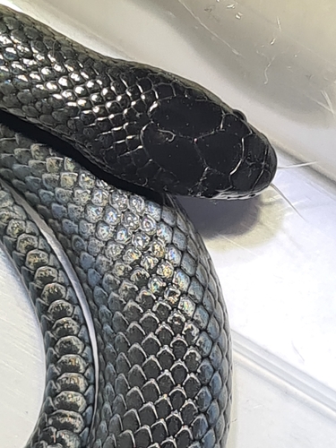 Eastern Small-eyed Snake sighting