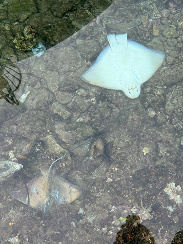Myliobatis aquila
