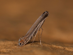 Horned plant (Triceros)