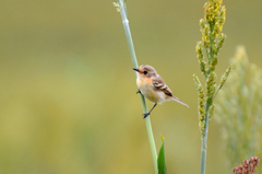 Polystictus pectoralis