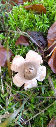 Halskrausen-Erdstern