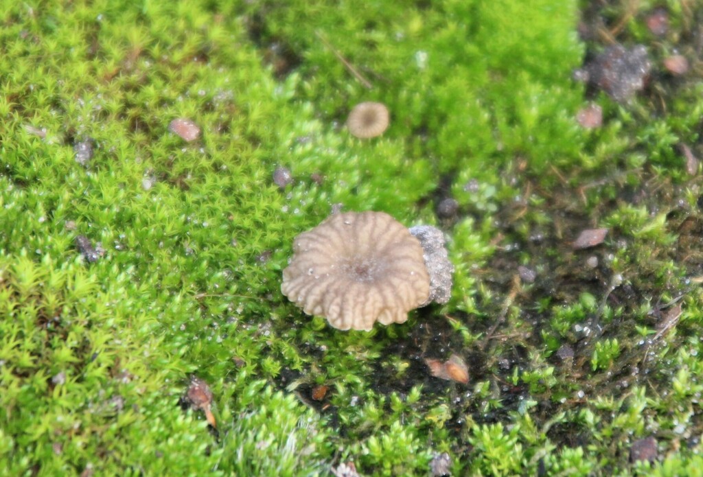 Arrhenia rickenii · December 2025 · photo: © erwinsieben (iNaturalist, cc0)