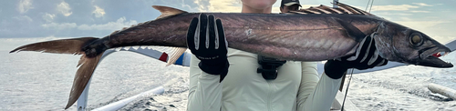 Black snoek (Thyrsitoides marleyi) — Gempylidae — 5