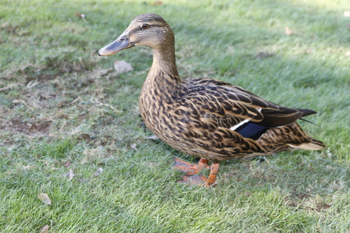 Anas platyrhynchos image